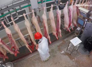 Campofrío aparca el humor en su anuncio de este año para centrarse en lo de comer carne y matar animales, mucho menos controvertido