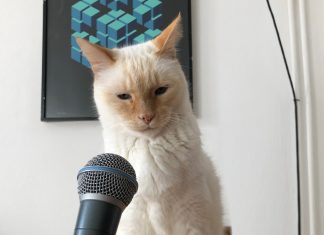 “Pspspspsps qué”, pregunta la comunidad de gatos