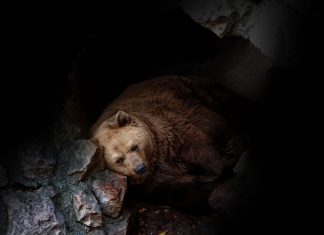 Un oso, agobiadísimo porque ya es casi febrero y aún no ha logrado dormirse