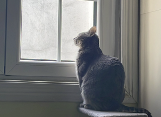 Un gato observa cómo se pasa una de sus siete vidas, cómo se viene una de sus siete muertes, tan callando