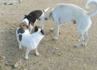 Después de siglos oliendo culos, los perros concluyen que están preparados para comérselos