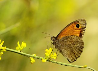 Una mariposa inútil bate sus alas y no provoca ningún cambio en la otra punta del mundo