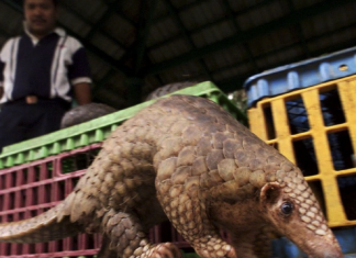 China advierte de que «otro gilipollas» se ha comido un pangolín en Wuhan