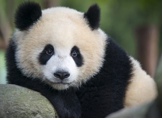 Biólogos descubren que el oso panda lleva años extinto y que los camaleones son mucho mejores camuflándose de lo que se pensaba