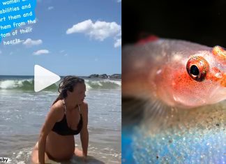 ¿La mujer más influyente del mundo? Esta mujer eligió dar a luz en el mar y ahora 5.000.000.000 de peces la imitan cada día