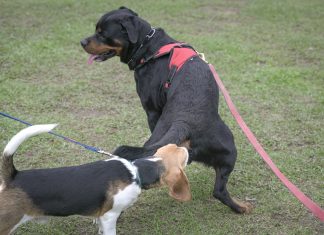 Los científicos, incapaces de explicar por qué los perros, teniendo tan buen olfato, tienen que acercarse tanto al culo de los otros perros