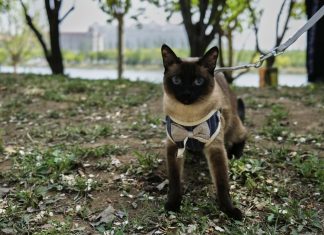 Las autoridades descubren que un gato siamés perro policía mintió en su currículum