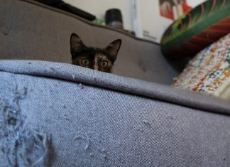 Los acuerdos de paz entre los gatos y los sofás vuelven a fracasar