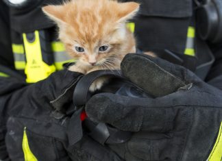Una gata vuelve a escaparse a la azotea para acabar en brazos de un bombero otra vez