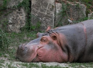 Negacionista de los hipopótamos muere aplastado por un hipopótamo