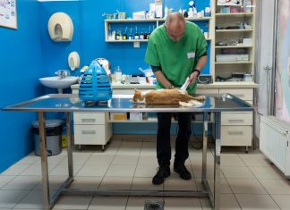 Un veterinario se arriesga y hace el chiste sobre practicar la «miautanasia»