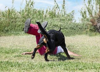 Ingresado con heridas de diversa consideración un adiestrador de perros que probó el método Montessori
