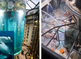 El pez martillo, principal sospechoso de la explosión del acuario gigante de Berlín