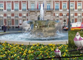 Aparece en la Puerta del Sol una paloma disfrazada de Cristina Pedroche