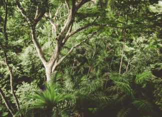 Novedades en la Renta de este año: las personas que huyan del país y se refugien en la jungla panameña están exentas de presentarla