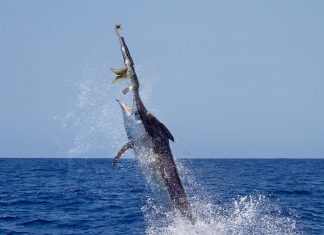 Tras observar a millones de peces muertos por herida de bala, los biólogos alertan de que el pez espada ha evolucionado a pez pistola