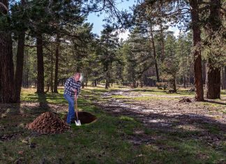 Cavar un agujero en el suelo en medio del bosque, meterse dentro y no volver a salir nunca más, tendencia más sólida en los sondeos para este domingo