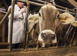 Denuncian a una empresa que preocupaba a las vacas para producir queso rallado