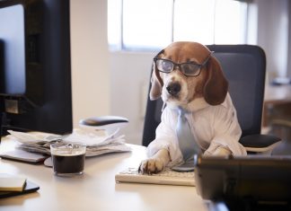 Inspirador: Abandonaron a este perro en una gasolinera y ahora es el CEO de Repsol