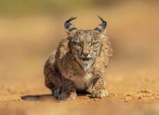 Los ecologistas admiten que torear linces ibéricos fue lo que salvó a la especie de la extinción