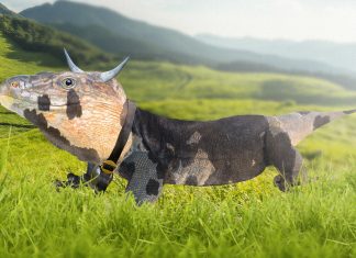 «Esta vaca se puede comer perfectamente», insisten los ganaderos leoneses enseñando un lagarto