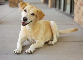 Un perro en una gasolinera, convencido de que ha sido él quien ha abandonado a su familia