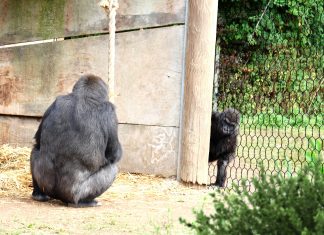 “¿Y tú qué has hecho?”, le pregunta un gorila a otro gorila en una celda del zoo