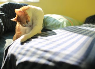 Un gato se niega a dar explicaciones pero informa de que, a partir de ahora, cuando caiga un diente, el dinero lo entregará él