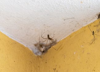 Cinco elementos propios de la miseria en la que vives que sirven como decoración de Halloween
