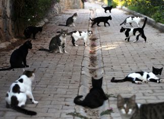 Los gatos denuncian que, con la subida de los precios, solo pueden costearse cinco de sus siete vidas