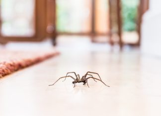 Saber que en el piso hay una araña y otros motivos habituales para cambiar de vivienda en España