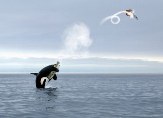 Las orcas ‘gladis’ logran derribar un avión privado con un misil tierra-aire