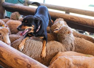 Un perro pastor, incapaz de no dormirse cada vez que cuenta las ovejas del rebaño