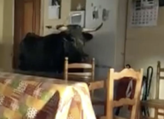 ¿Qué alquiler debes cobrar al morlaco que se metió en tu vivienda durante los Sanfermines?