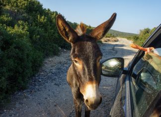 Biólogos descubren que los burros siguen a las zanahorias porque se las quieren meter por el culo