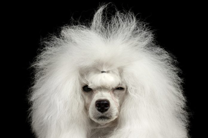 caniche