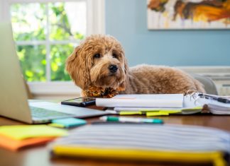 Un perro huele unos deberes, pero están tan mal hechos que decide no comérselos