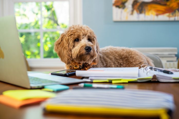 Miniature Golden Doodle Studies at the Table