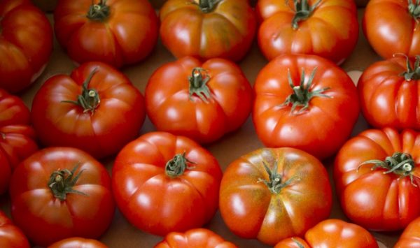 Un falso tomate raf tiene síndrome del impostor