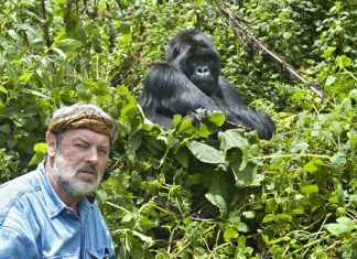 Un estudio elaborado por gorilas confirma que los seres humanos son capaces de usar el lenguaje, pero prefieren la fuerza