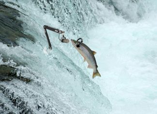 Los salmones empiezan a grabar sus propios podcasts de ‘wellness’ y autocuidados a causa de los ansiolíticos que contaminan los ríos