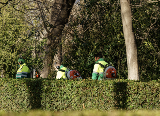 Madrid combatirá las alergias primaverales talando los dos árboles que quedan
