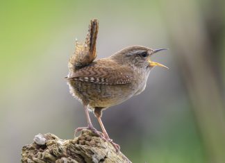 Un pájaro que lleva piando dos horas para atraer a las hembras se pregunta si los criterios del algoritmo han cambiado