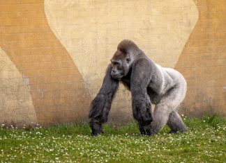 Disfrazarse de gorila para vivir gratis en un zoológico y otros trucos para ahorrarse el alquiler