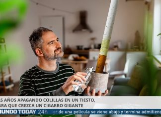 Tras años apagando colillas en un tiesto, logra que crezca un cigarro gigante