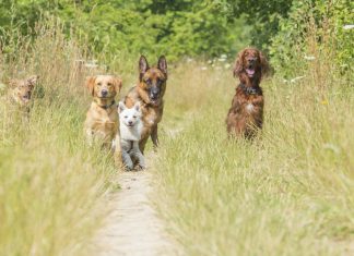 Varios perros se ríen de otro por ladrarle a un humano como si le fuera a entender