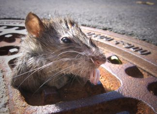 Una rata está convencida de que forma parte del grupo de animales del zoo