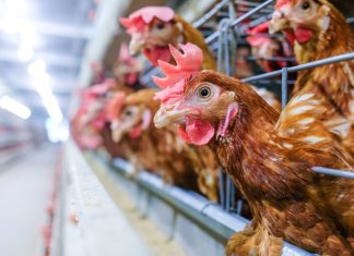 Las gallinas dudan de que su confinamiento acabe implantando el teletrabajo