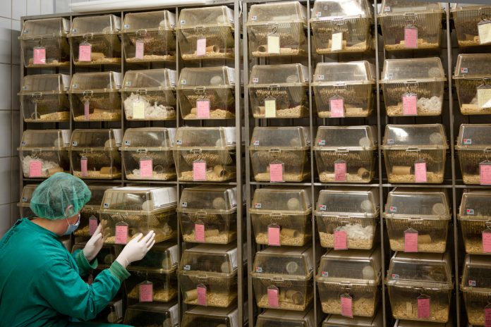 lab assistant takes care about laboratory animals in plastic cages
