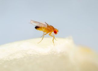 “No hay que escandalizarse, este es el mismo calor que ha hecho toda la vida”, dice una mosca del vinagre que nació hace 12 horas